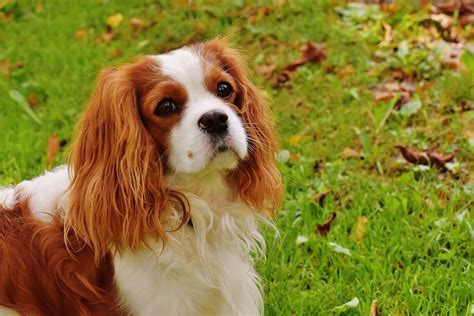 Coco Chanel is a Cavalier King Charles Spaniel 